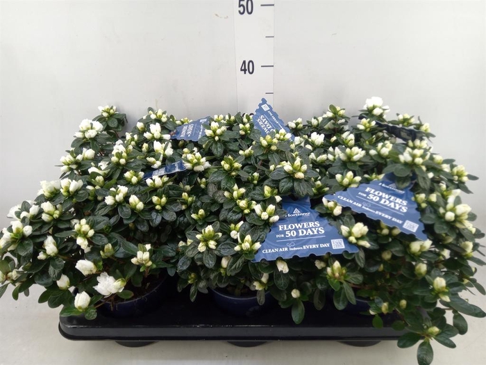 <h4>Rhododendron sim. 'Hor Class Belli'</h4>