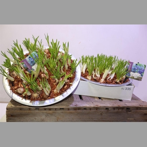 Bolbloemen Gem In Zinken Schaal