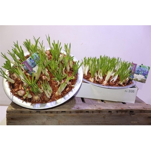 Bolbloemen Gem In Zinken Schaal