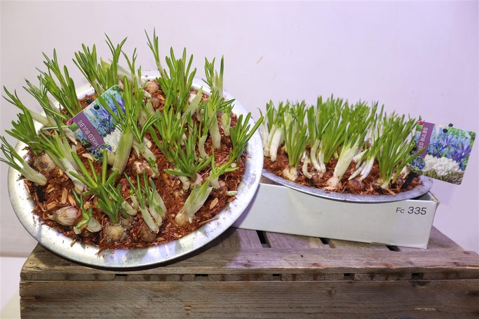 <h4>Bolbloemen Gem In Zinken Schaal</h4>