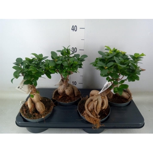 Ficus microcarpa 'Ginseng'