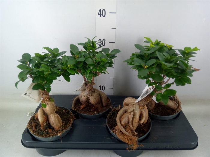 <h4>Ficus microcarpa 'Ginseng'</h4>