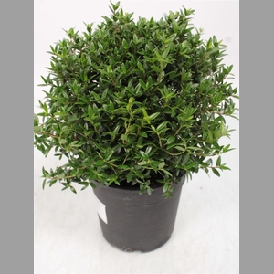 MYRTUS COM