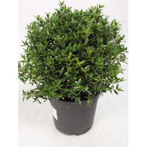 MYRTUS COM