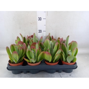 Kalanchoe NF thyrsiflora 'Red Lips'