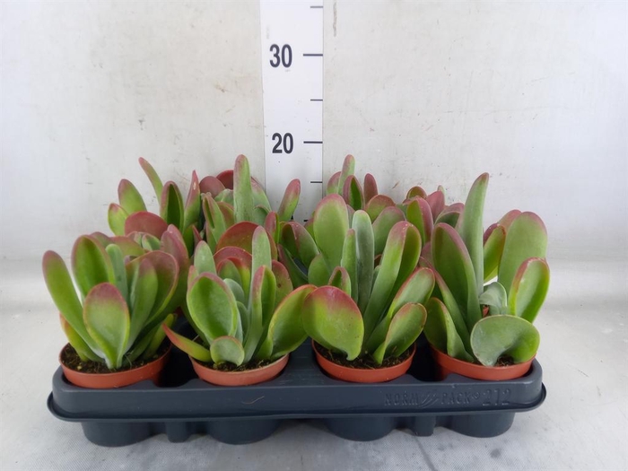 <h4>Kalanchoe NF thyrsiflora 'Red Lips'</h4>