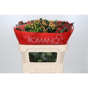 Hypericum Rainbow Romance Spray
