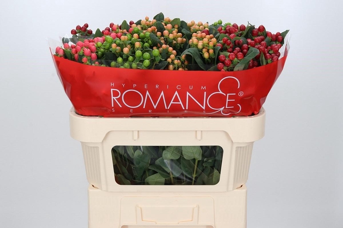 Hypericum Rainbow Romance Spray