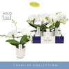 Phalaenopsis wit meer takken