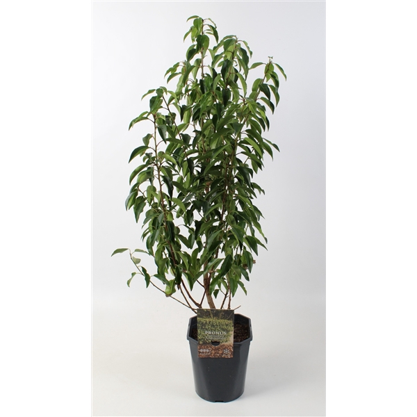 <h4>Prunus lusitanica 'Angustifolia' 80-90 cm c5 haag</h4>