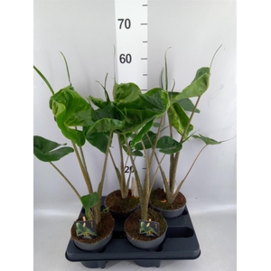 Alocasia macrorrhizos 'Stingray'