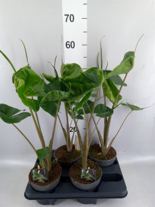 <h4>Alocasia macrorrhizos 'Stingray'</h4>