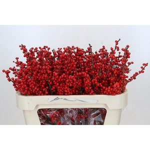 Ilex Rood