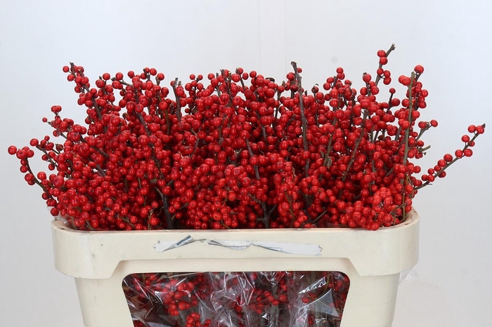 Ilex Rood