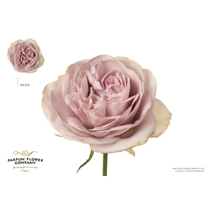 Rosa Premium Alva