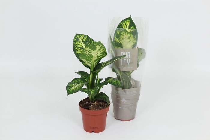 <h4>Purify Dieffenbachia Sublime 12 cm</h4>