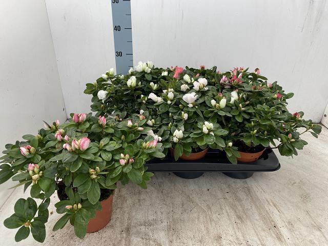 <h4>RHODO SI VOGEL GEM</h4>