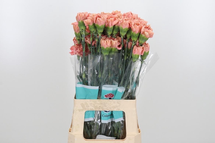 <h4>Di St Petra</h4>