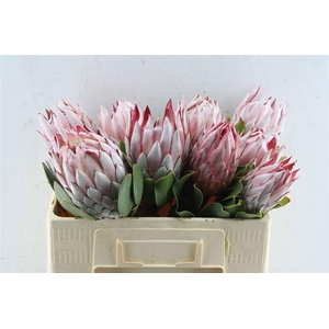 Protea Cynaroides