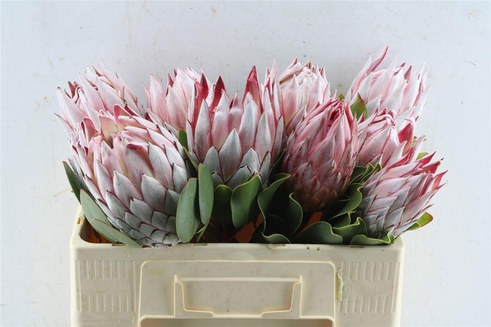 <h4>Protea Cynaroides</h4>