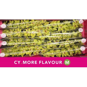 Mini cymbidium 'Pistachio' 70 cm