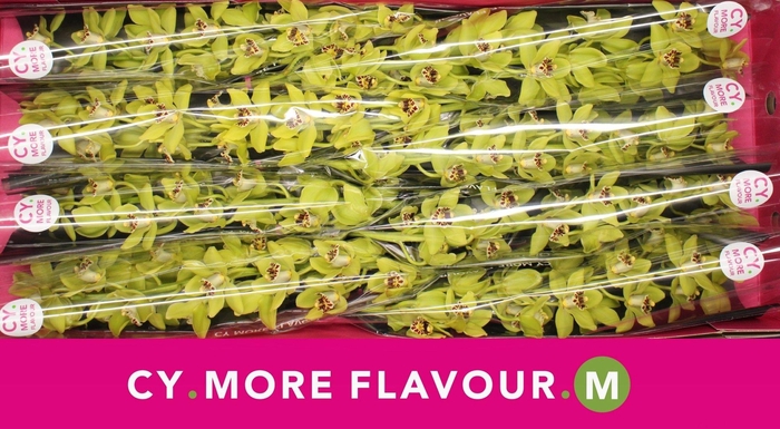 <h4>Mini cymbidium 'Pistachio' 70 cm</h4>