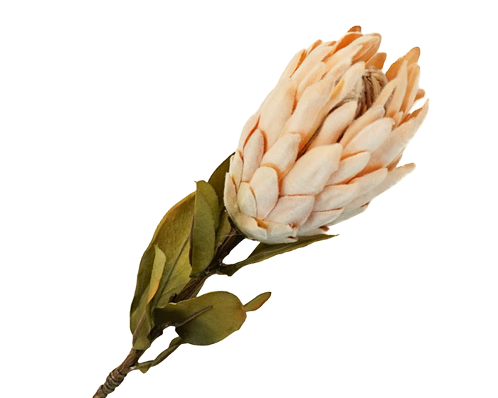 <h4>Protea Orange Dark</h4>