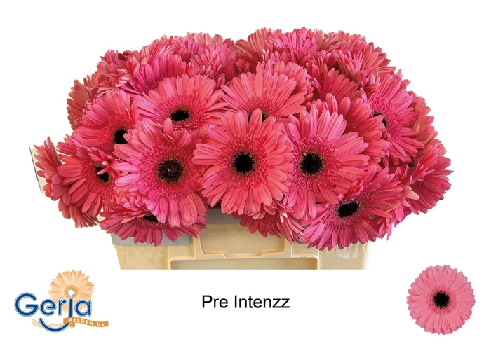 <h4>GE GR PRE-INTENZZ</h4>