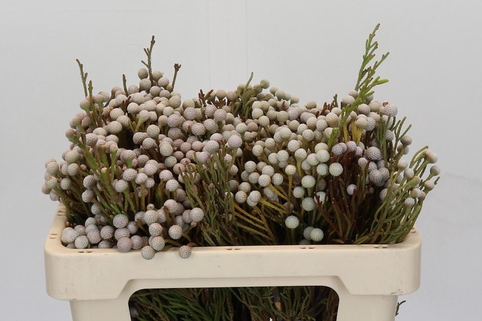 <h4>BRUN NODULIFLORA</h4>