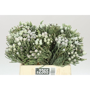 Kaaps Brunia Silver
