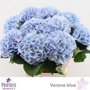 HYDR M CH VERENA BL