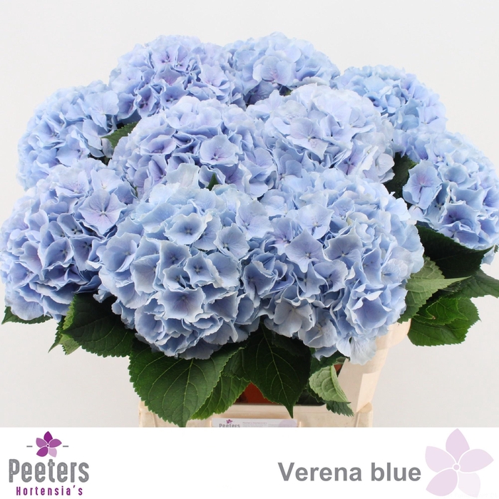 <h4>HYDR M CH VERENA BL</h4>