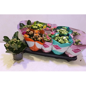 arr8 Kalanchoe Double Deluxe Mix