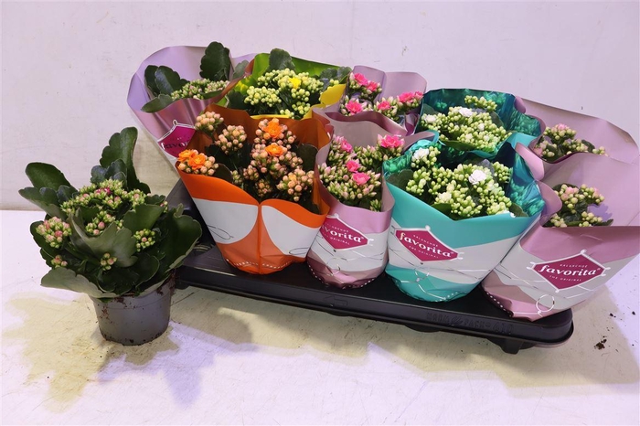 <h4>arr8 Kalanchoe Double Deluxe Mix</h4>