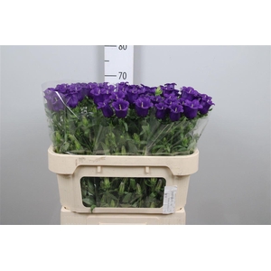 Camp M Champion Blue