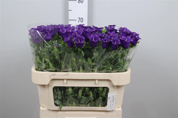 <h4>Camp M Champion Blue</h4>