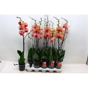 PHAL OV ORANJE