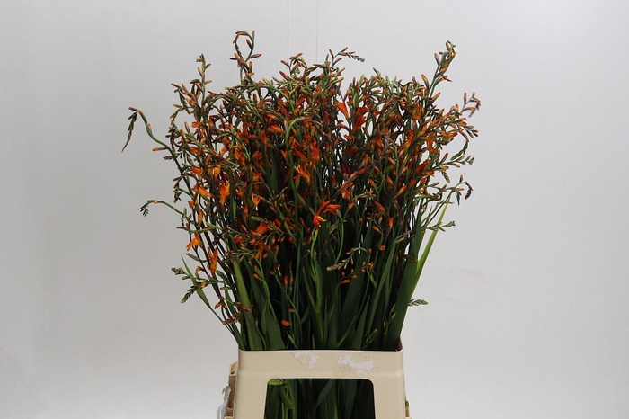 <h4>Crocosmia Emily Mckenzie</h4>