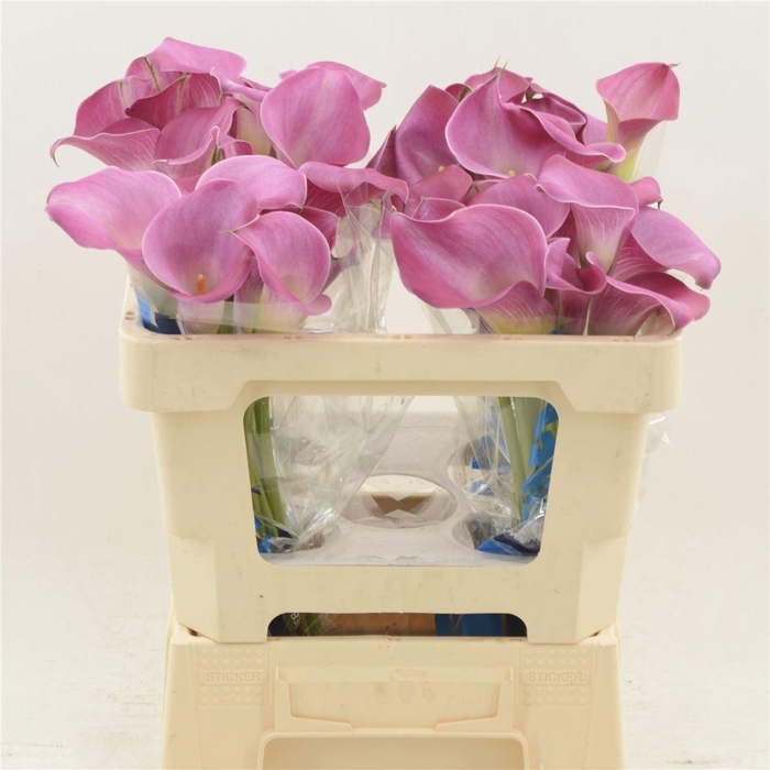 <h4>ZANT FANTASIA</h4>