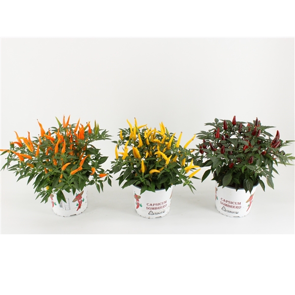 <h4>Capsicum Sombrero Gemengd</h4>