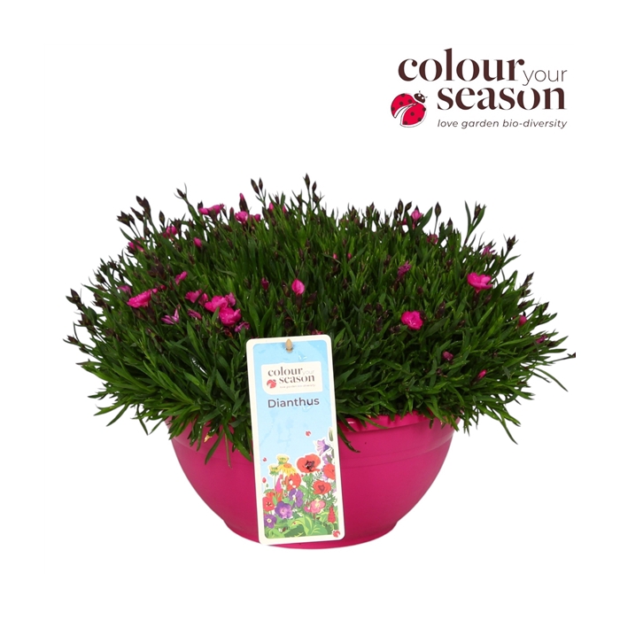 <h4>Dianthus Kahori Tasha P30 Decoschaal</h4>