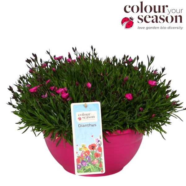Dianthus Kahori Tasha P30 Decoschaal