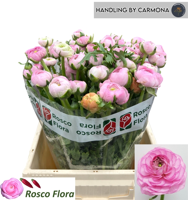 <h4>RAN EL PINK</h4>