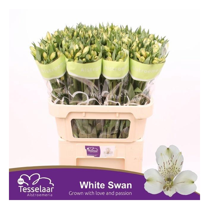 <h4>Alstr White Swan</h4>