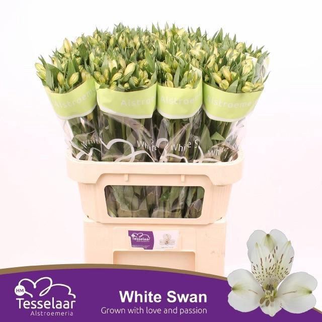 <h4>ALSTR WHITE SWAN</h4>