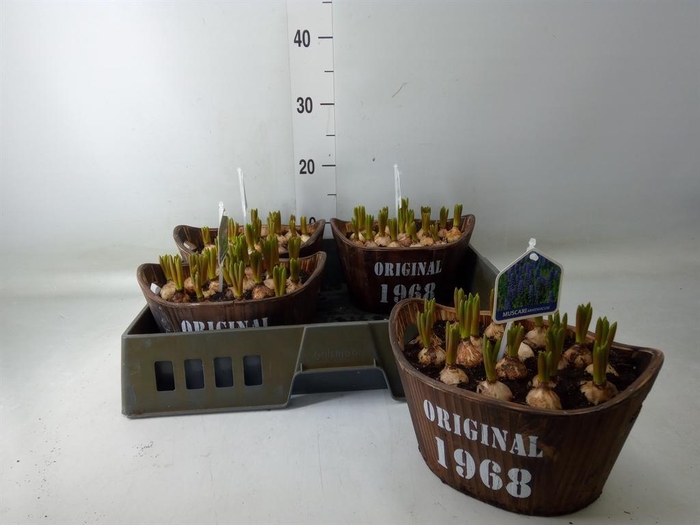 <h4>Arr. Muscari L%</h4>