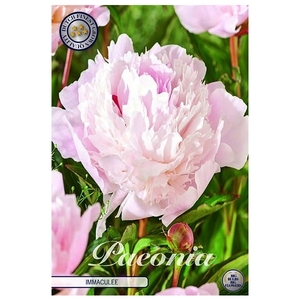 Paeonia immaculee x1 l