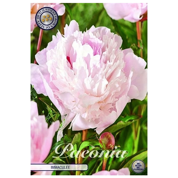 <h4>Paeonia immaculee x1 l</h4>