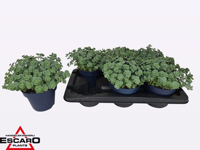 <h4>SEDUM SIEBOLDII</h4>