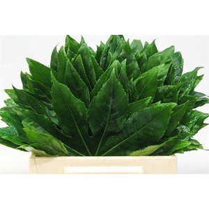 Aralia Il